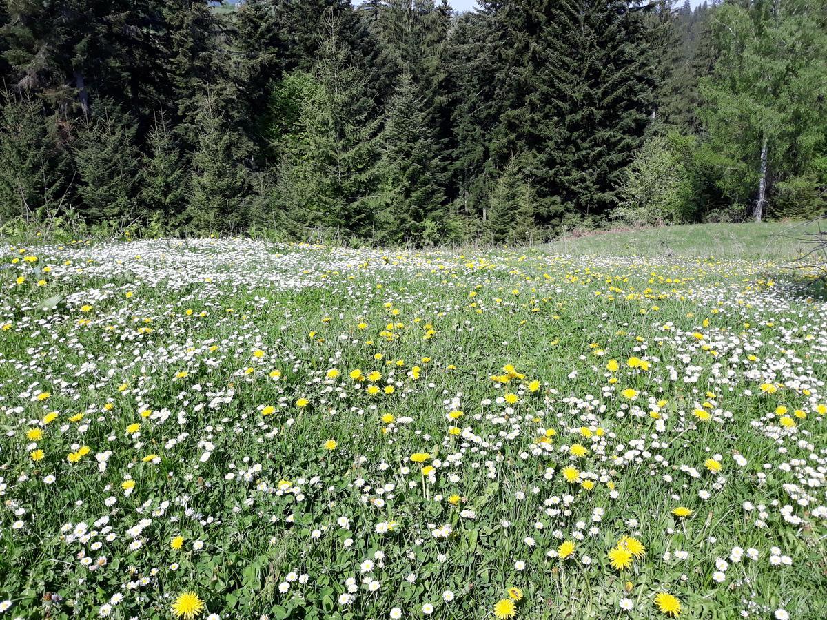 Eco Resort Nad Karpatamy Hrobyshche Dış mekan fotoğraf
